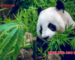 REVIEW TRẢI NGHIỆM MỘT NGÀY CHƠI GÌ Ở THUNG LŨNG GẤU TRÚC ĐÔ GIANG YỂN - TRUNG QUỐC