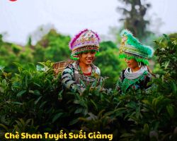 Chè Shan Tuyết Suối Giàng - Thức quà quý của thiên nhiên núi rừng Tây Bắc