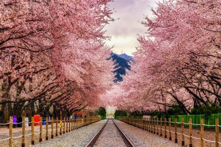 Tour SEOUL – ĐẢO NAMI – LOTTE WORLD 5N4Đ
